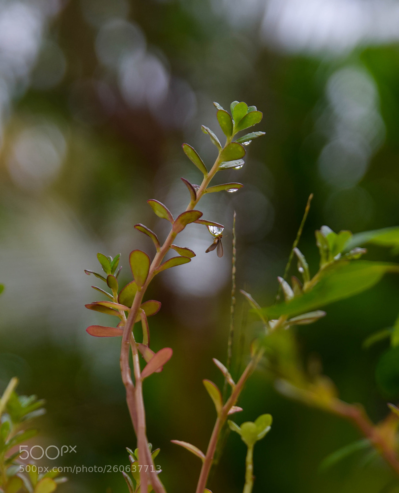 Nikon D5300 sample photo. Water, life bonding factor. photography