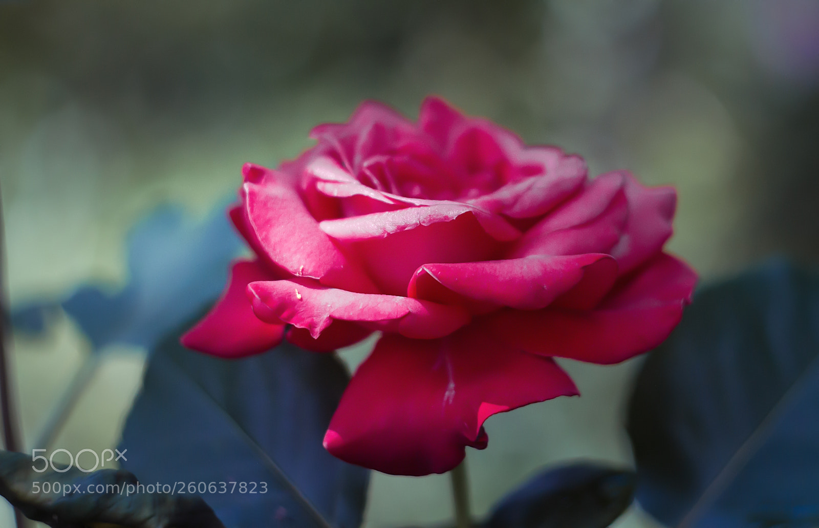 Canon EOS 7D sample photo. Flowers of my garden photography