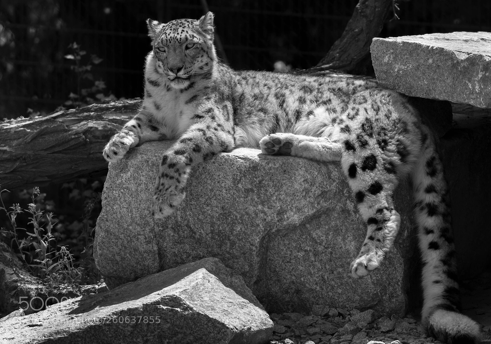 Sony a6000 sample photo. Ice leopard photography