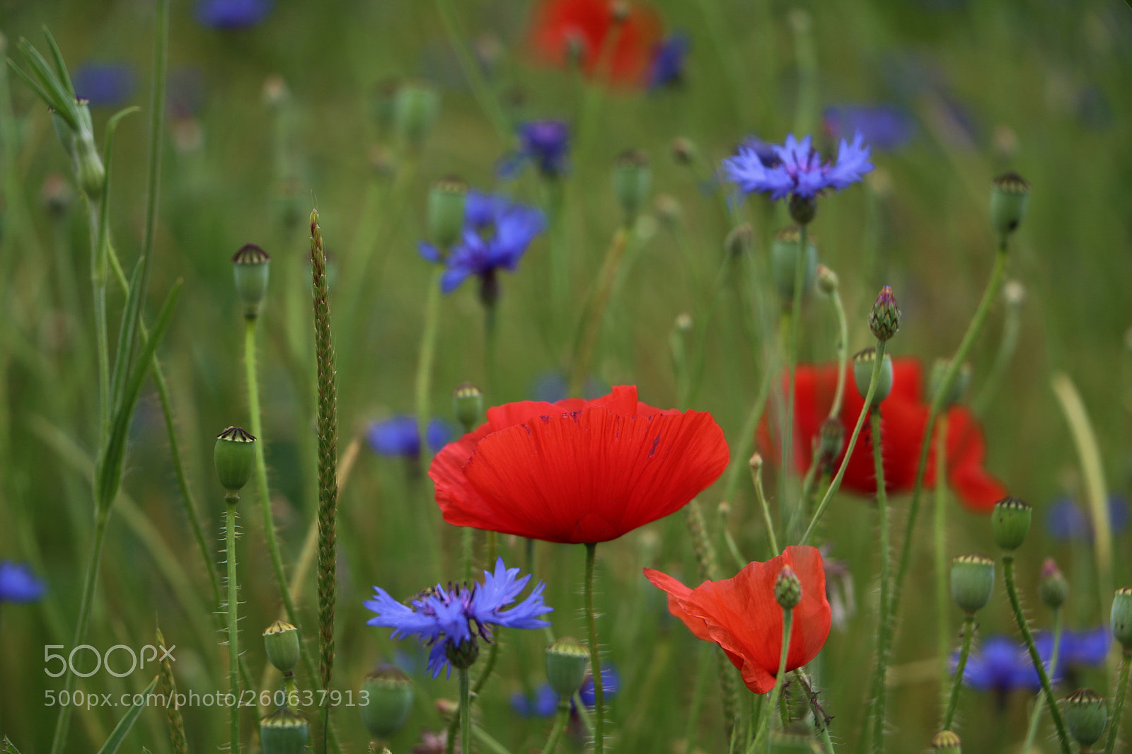 Canon EOS 70D sample photo. Summermood photography