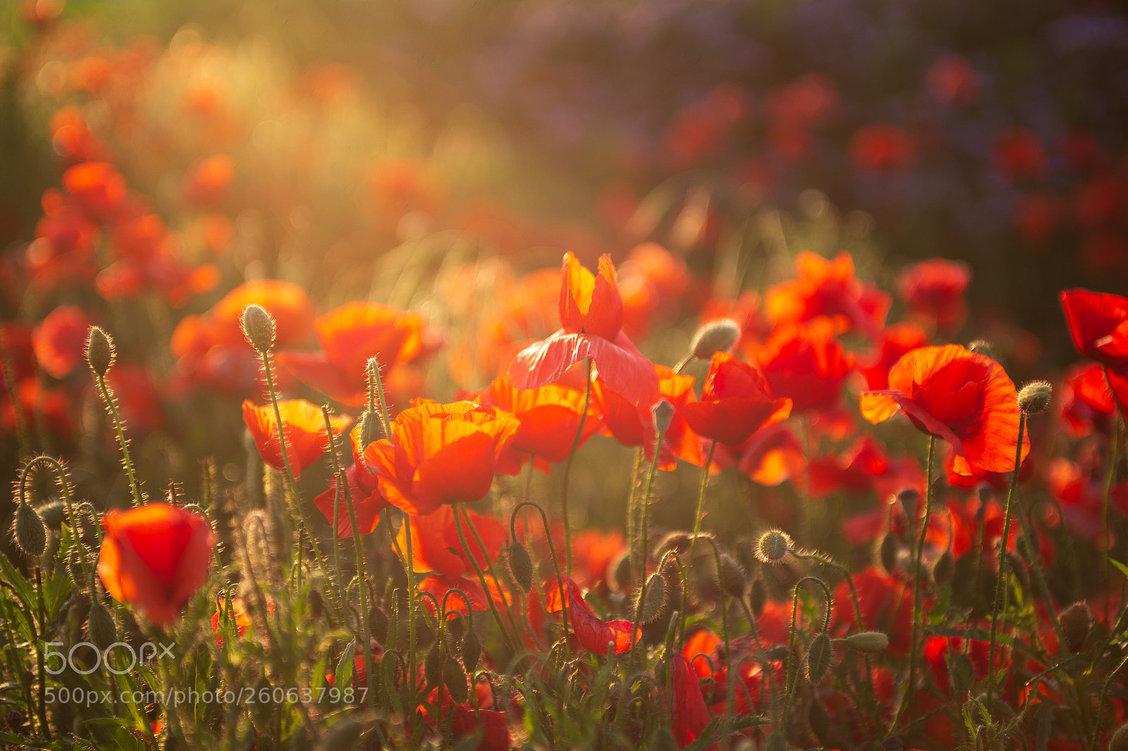 Canon EOS 6D sample photo. Summer feelings photography