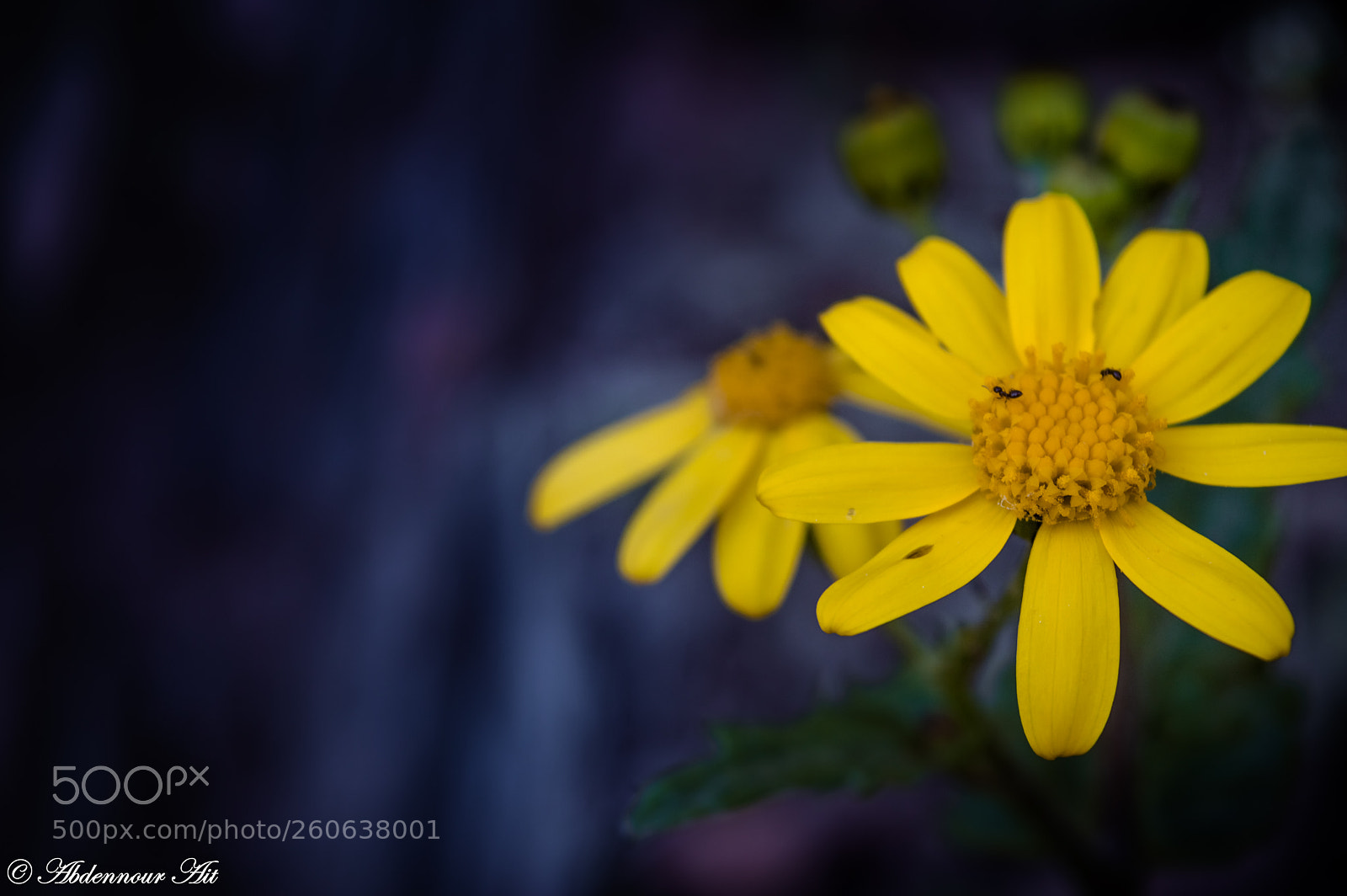 Nikon D3200 sample photo. Flowers beauty! photography