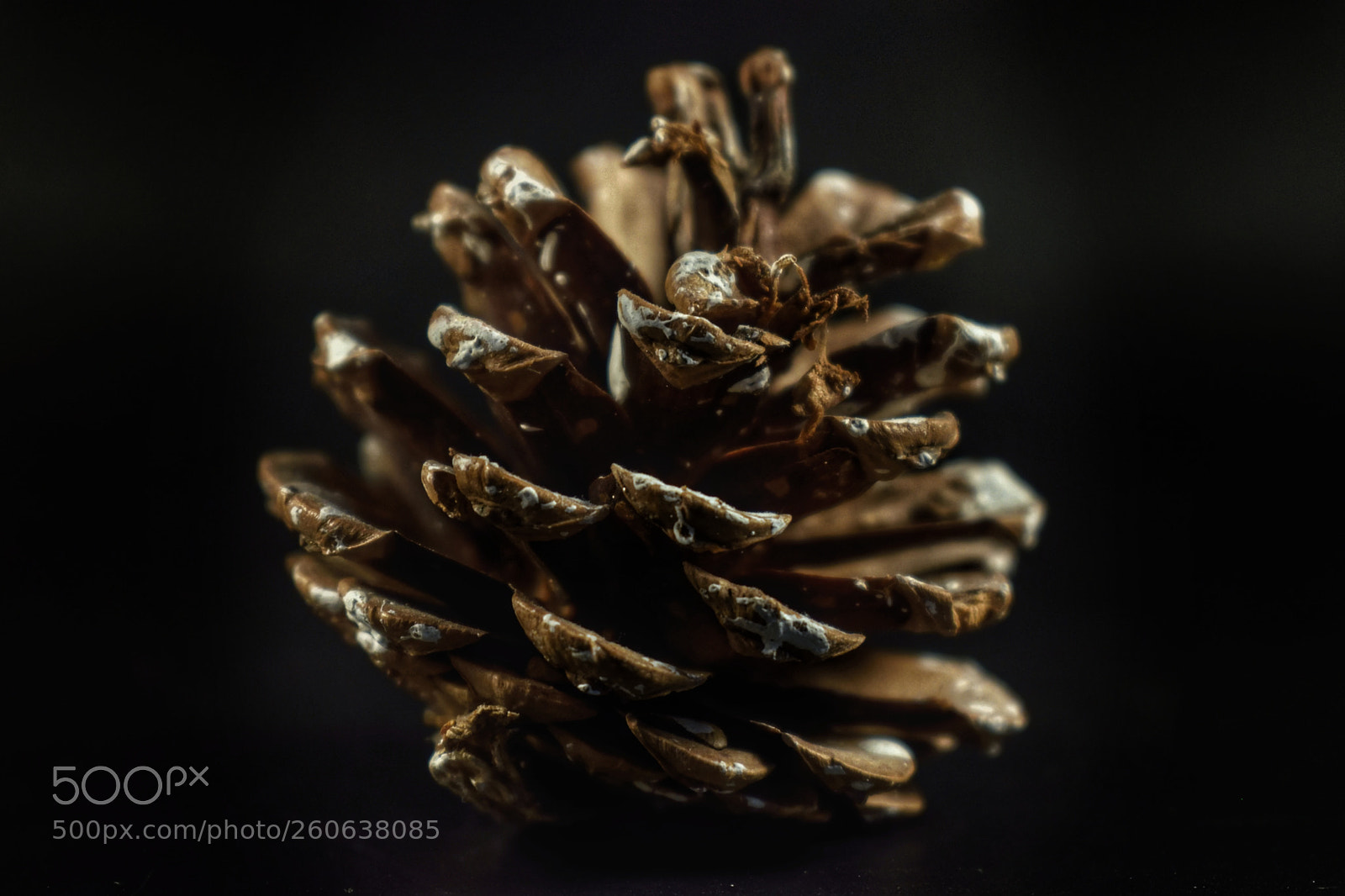 Nikon D3300 sample photo. Pine cone photography