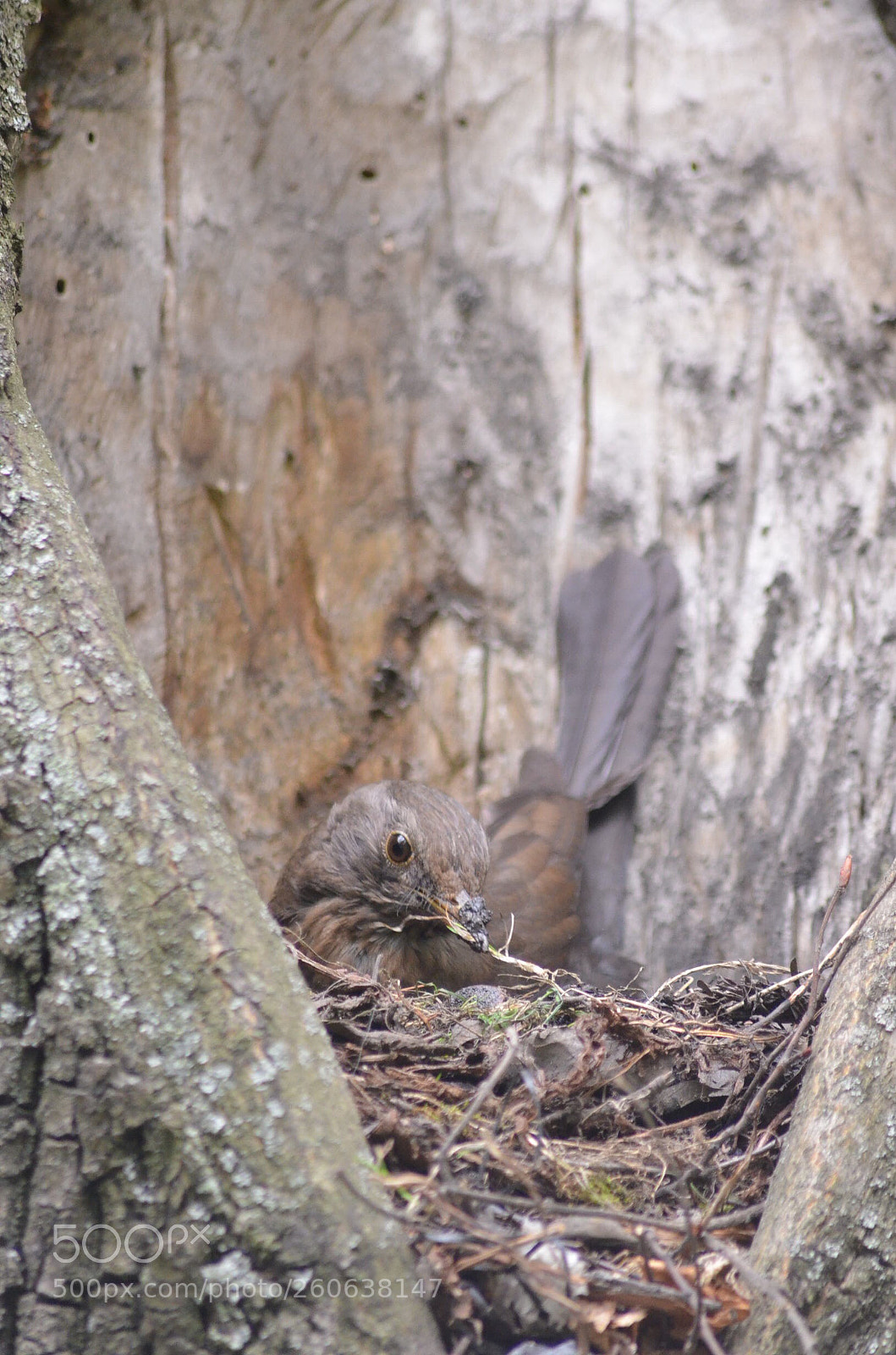Nikon D5100 sample photo. My nest photography