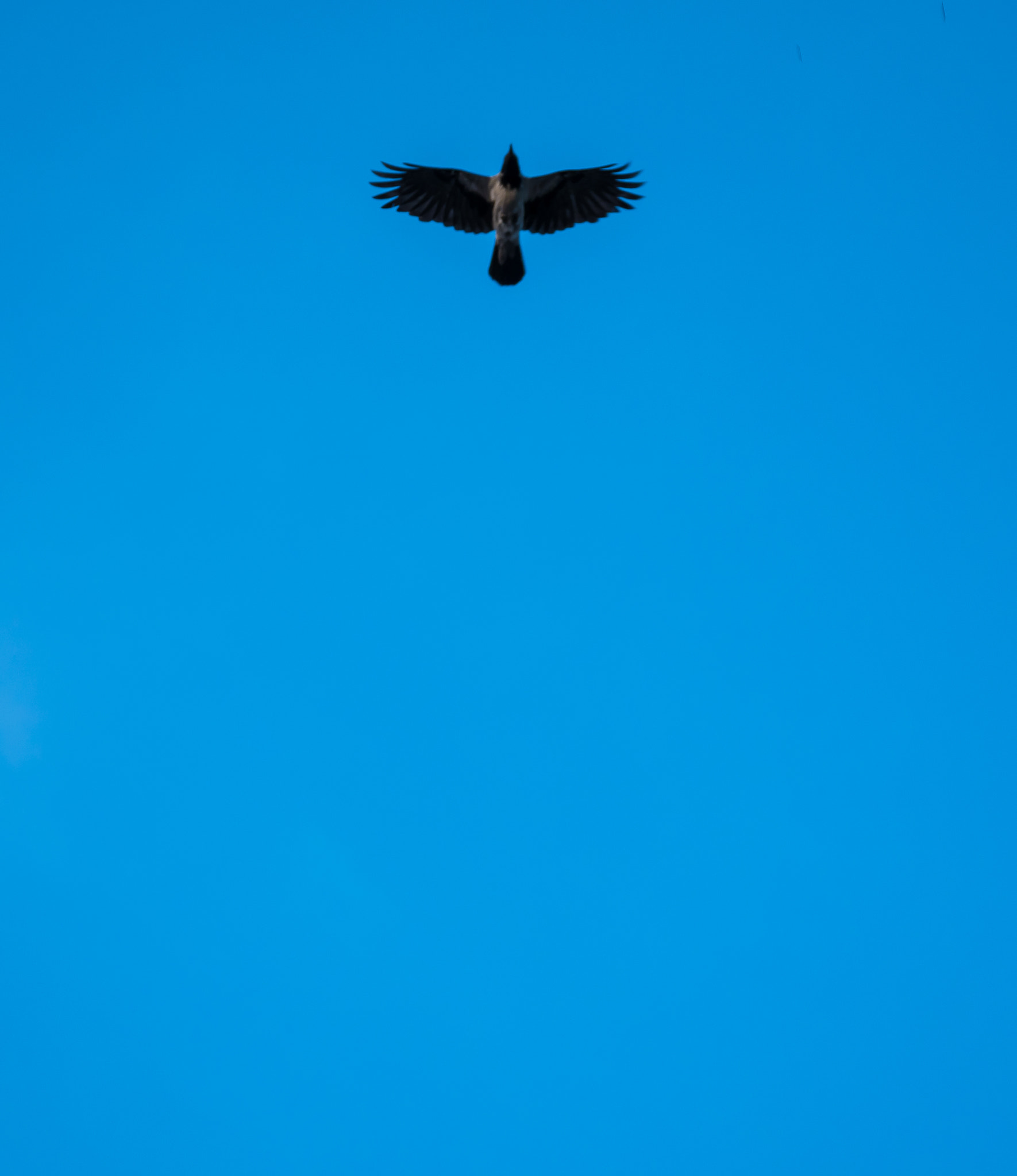 Panasonic Lumix DMC-G85 (Lumix DMC-G80) sample photo. Raven photography