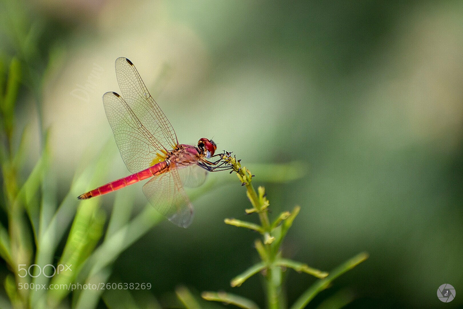 Nikon D5600 sample photo. Mr.dragonfly photography