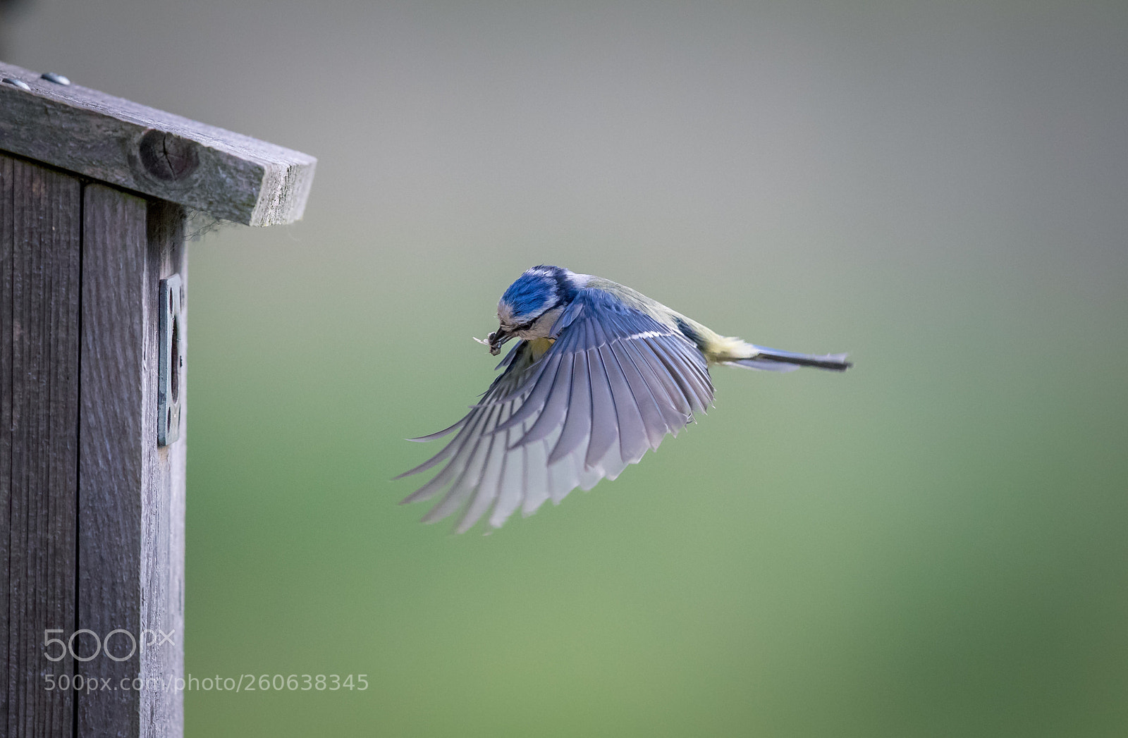Canon EOS-1D X Mark II sample photo. Blue tit returning to photography