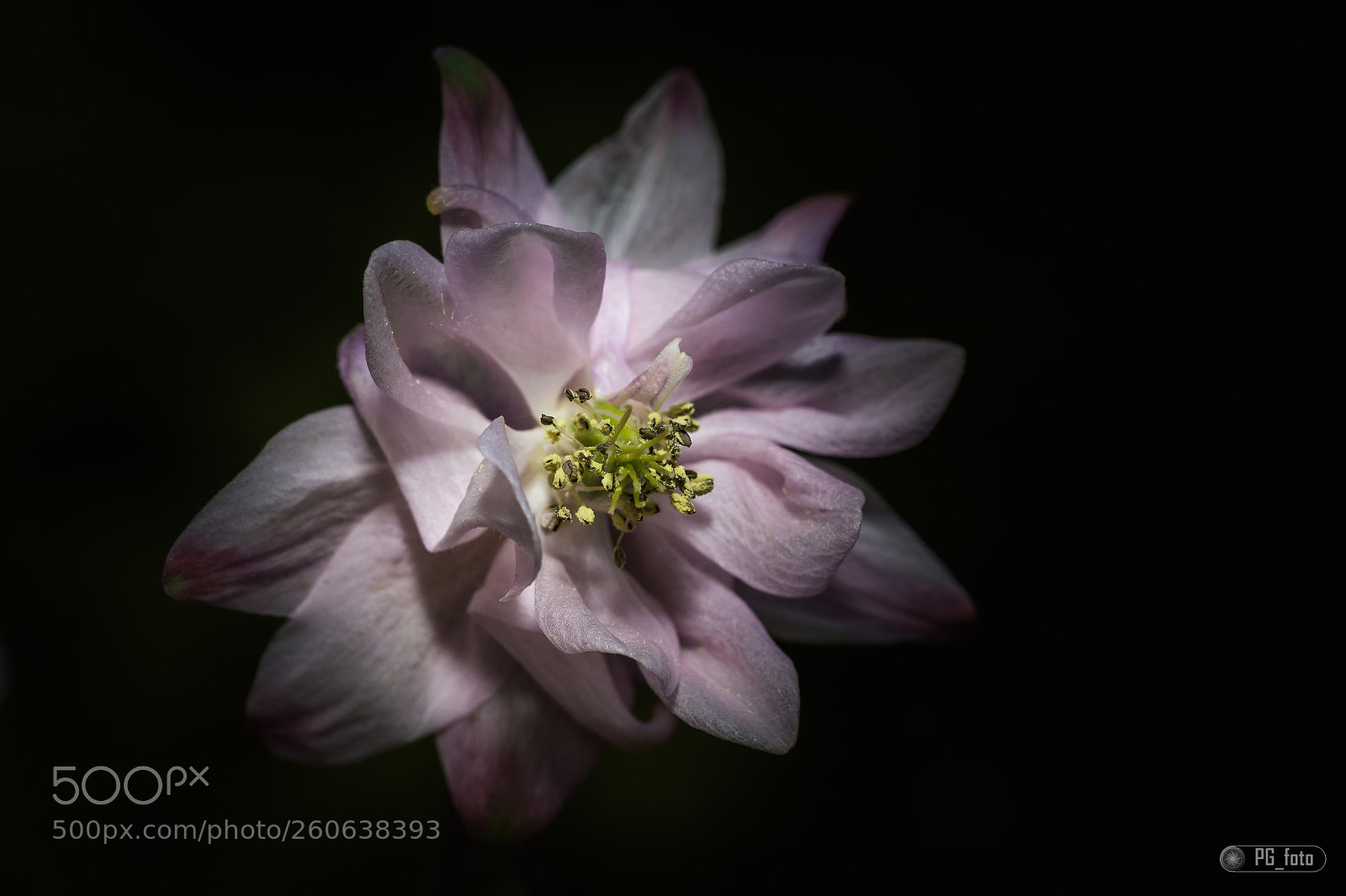 Canon EOS 6D sample photo. Flower photography