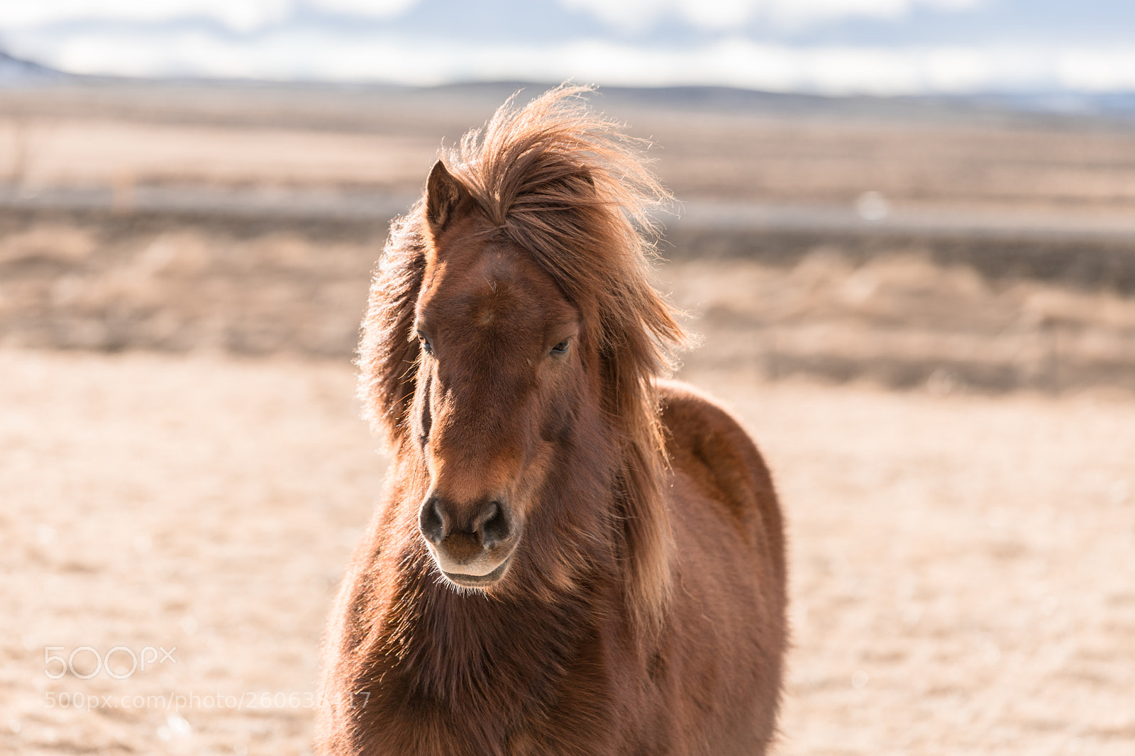 Canon EOS 6D Mark II sample photo. Icelandic horse. photography