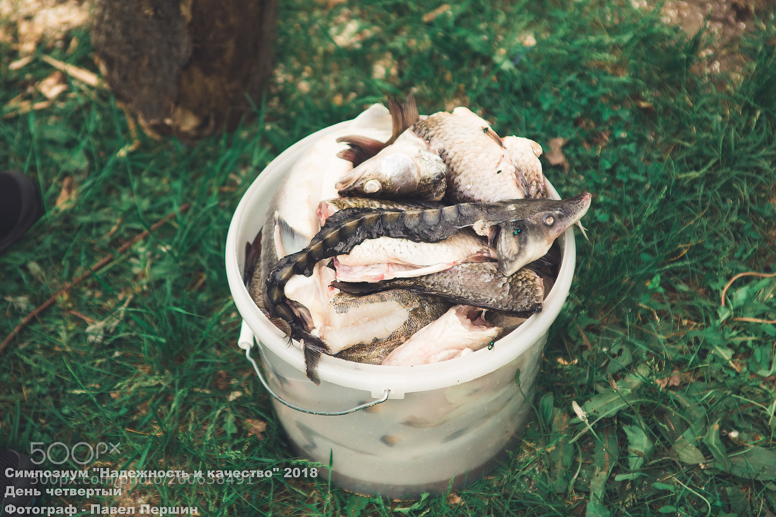 Canon EOS 6D sample photo. Fish for soup photography