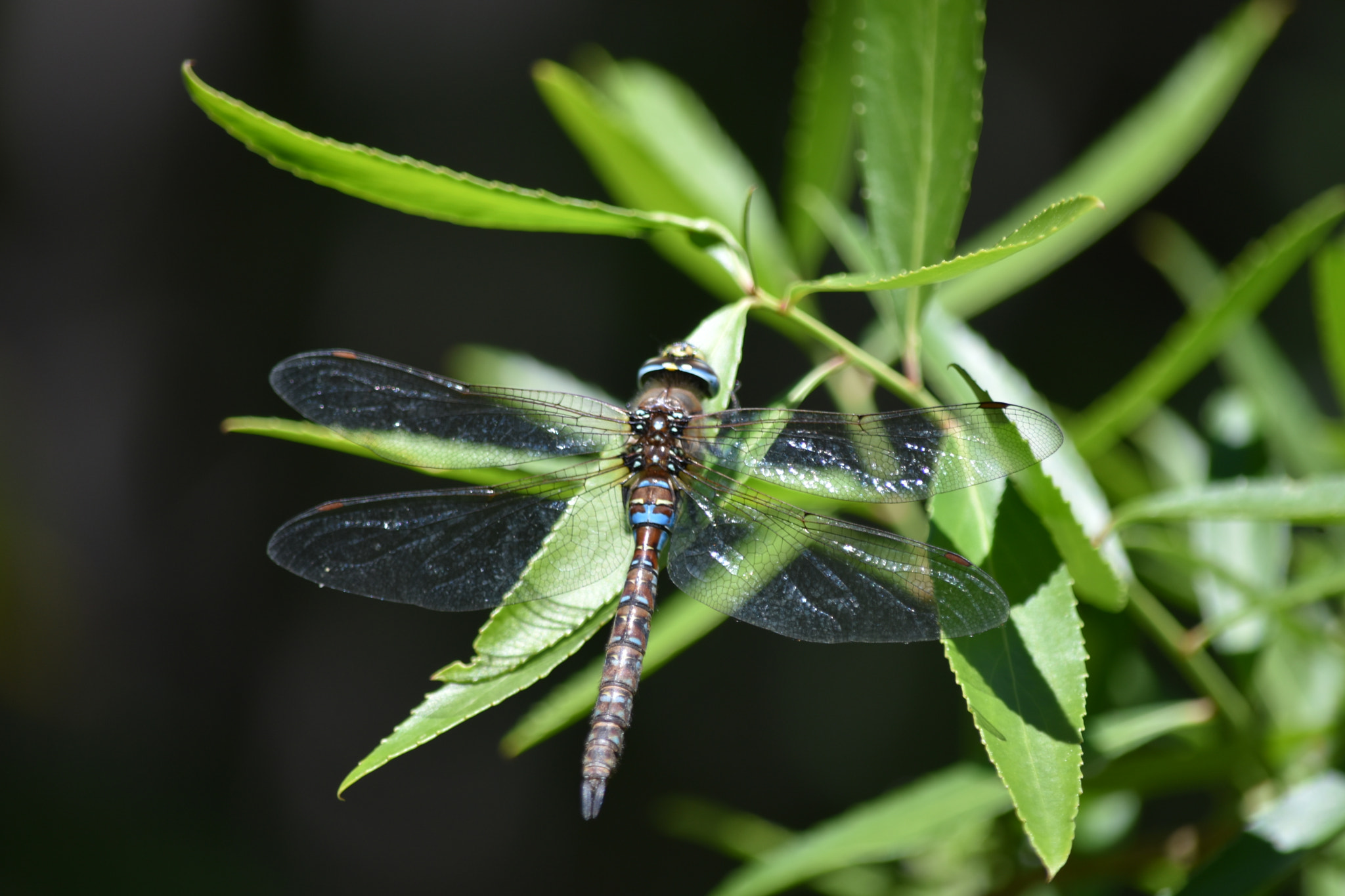 Nikon D5500 sample photo. Dragonfly photography