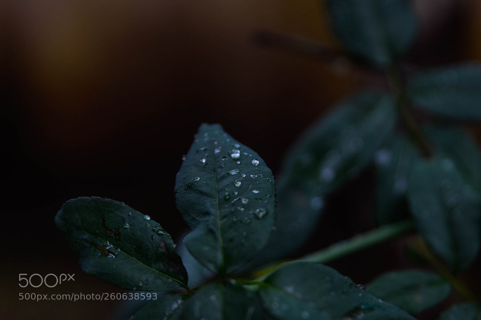 Nikon D5300 sample photo. Shining raindrops photography