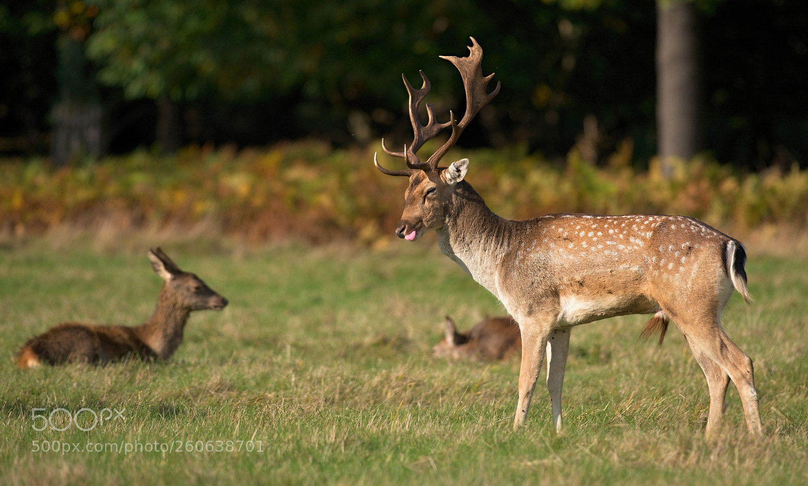 Nikon D610 sample photo. Fallow deer photography