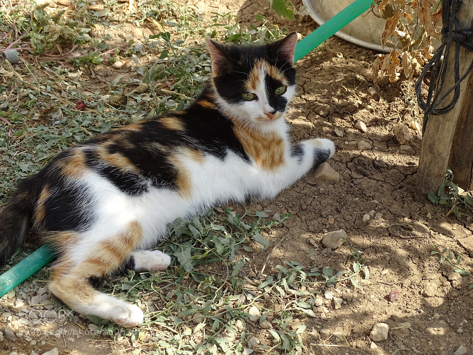Sony Cyber-shot DSC-HX400V sample photo. Dsc photography