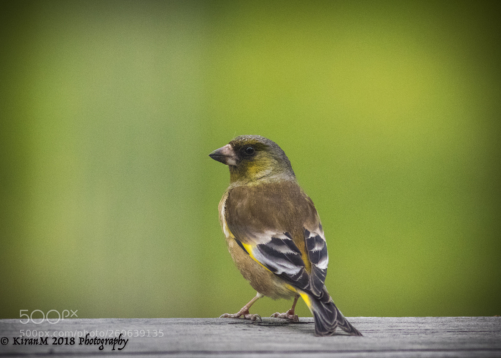 Canon EOS 7D Mark II sample photo. Oriental greenfinch photography