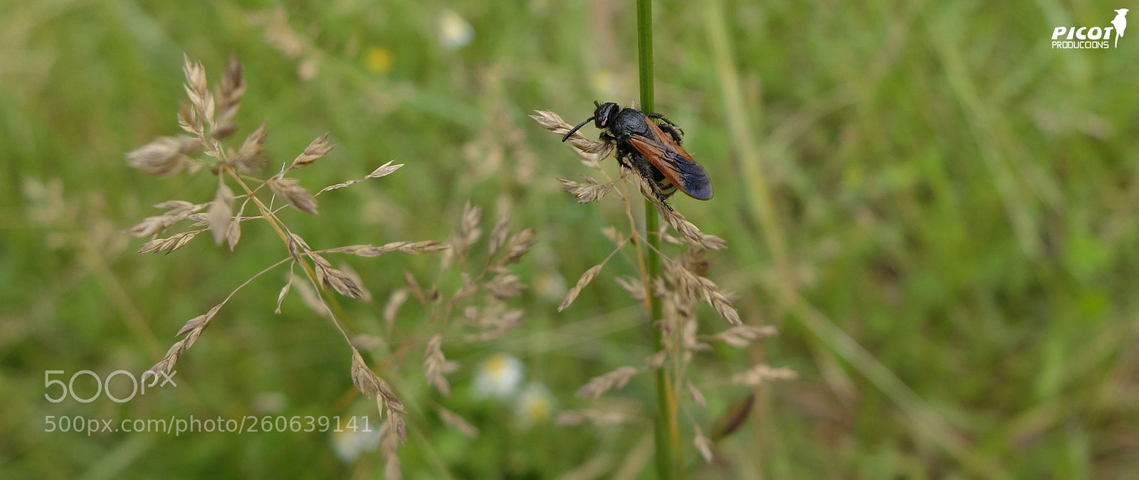 Fujifilm X30 sample photo. Penjant d'un fil..... photography