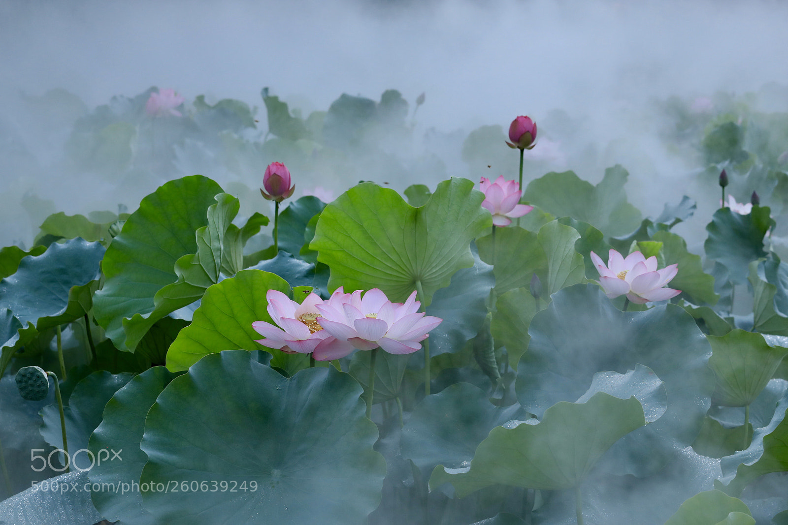 Canon EOS 5D Mark IV sample photo. Lotus  photography