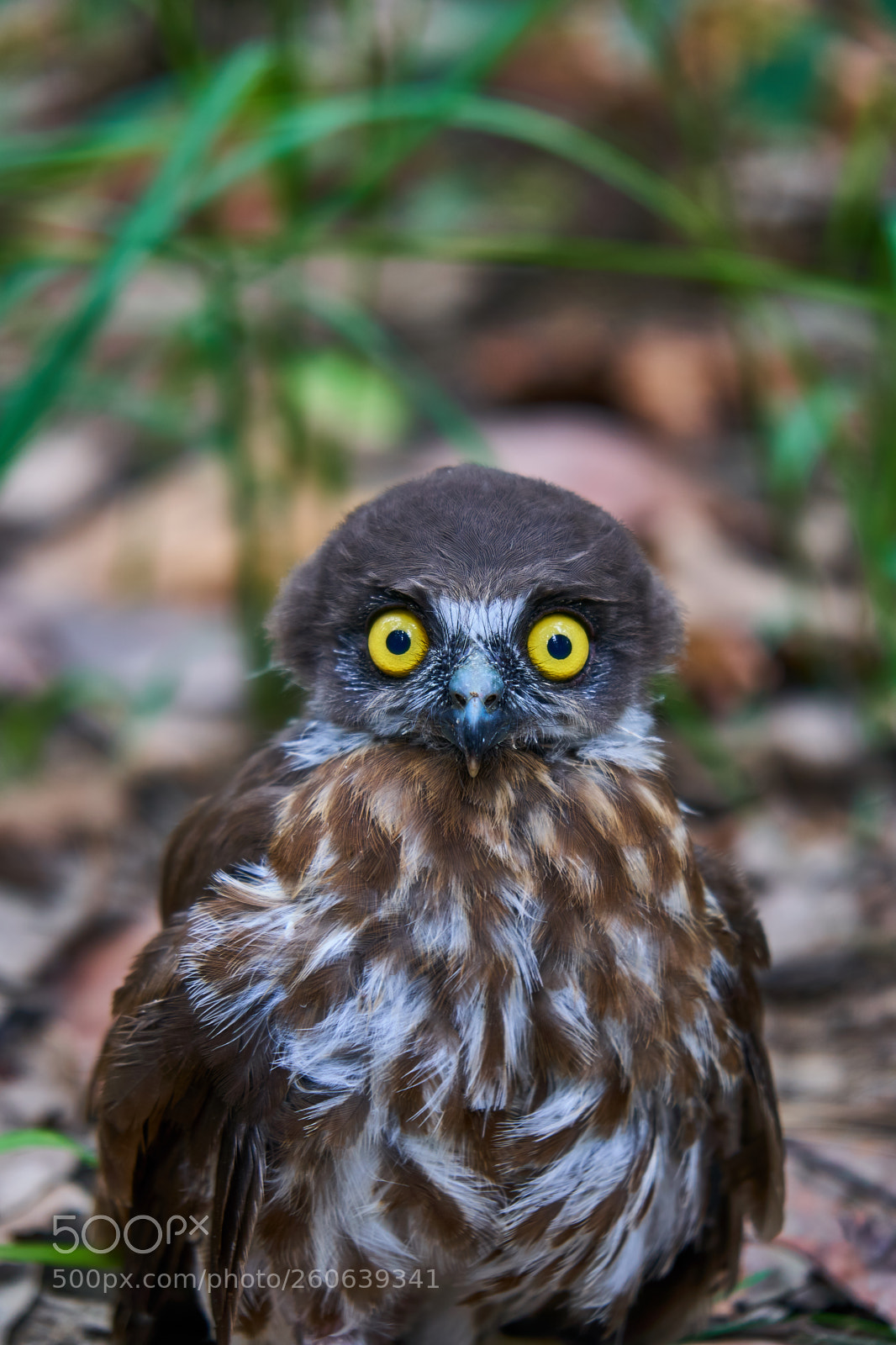 Sony a6300 sample photo. Shocked owl photography
