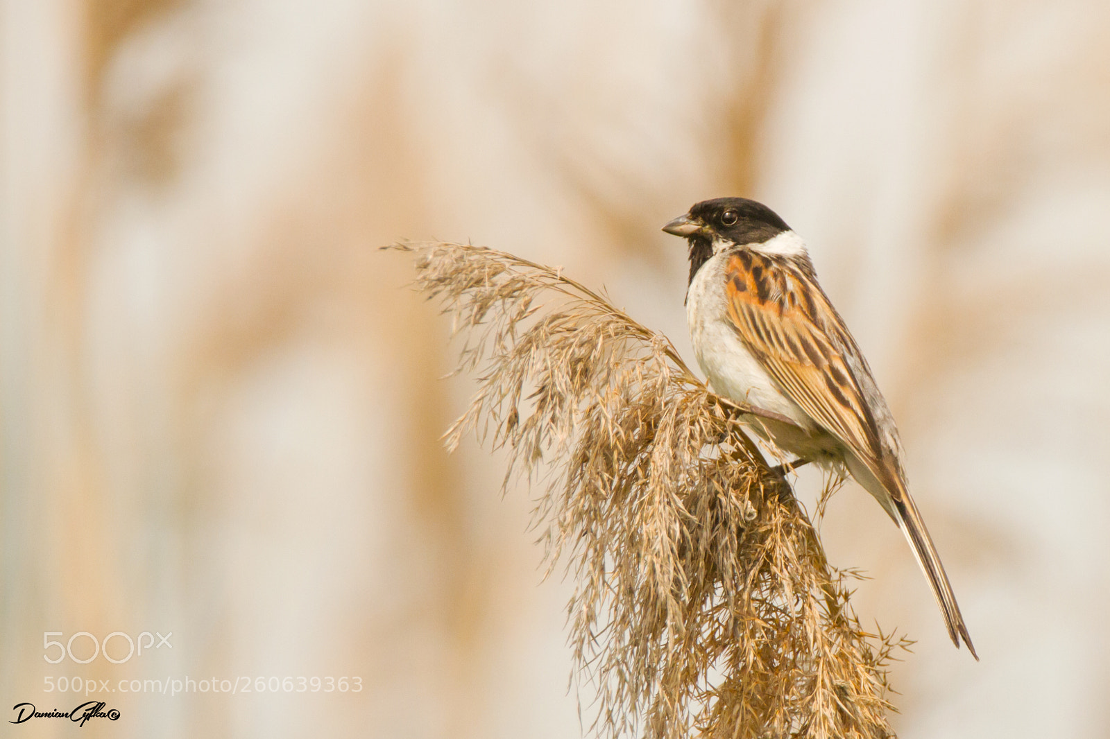 Canon EOS 7D sample photo. Common reed bunting photography