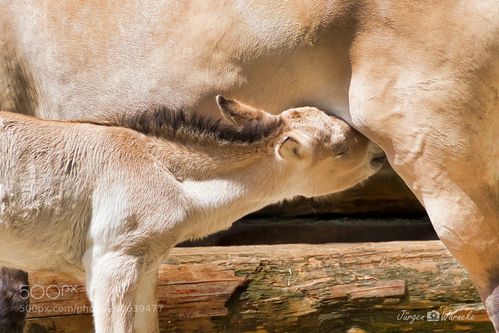 Olympus OM-D E-M10 II sample photo. Hungry foal photography