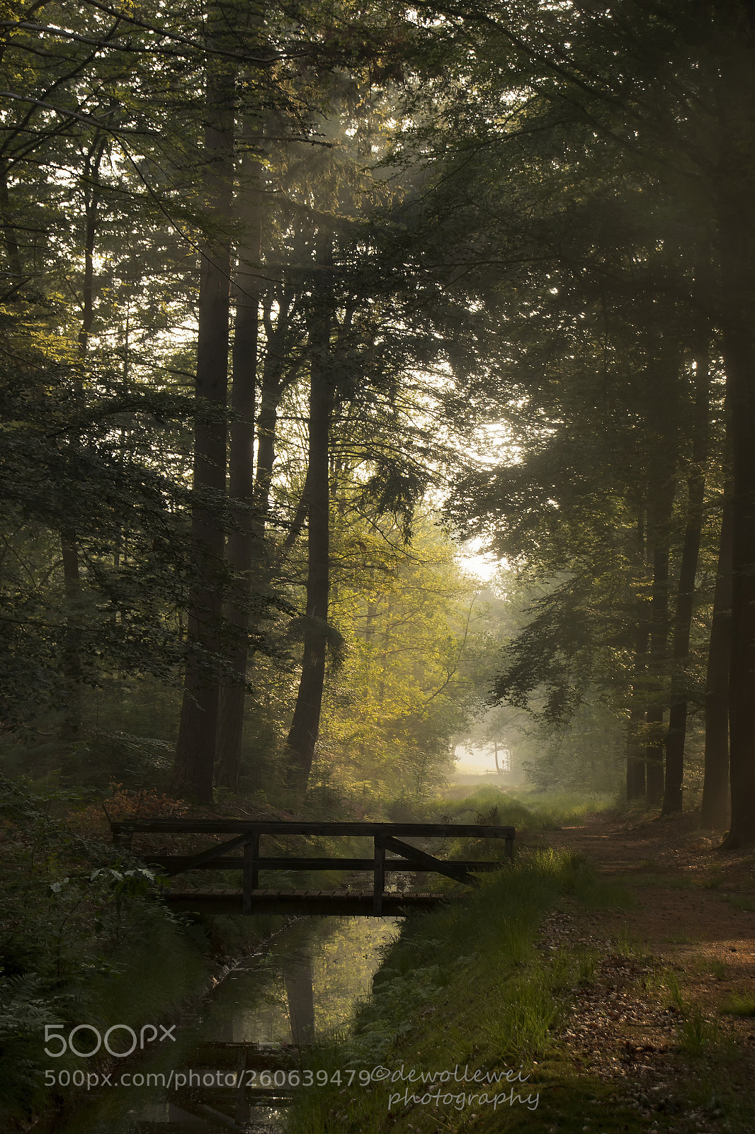 Canon EOS 7D Mark II sample photo. Forest walk photography