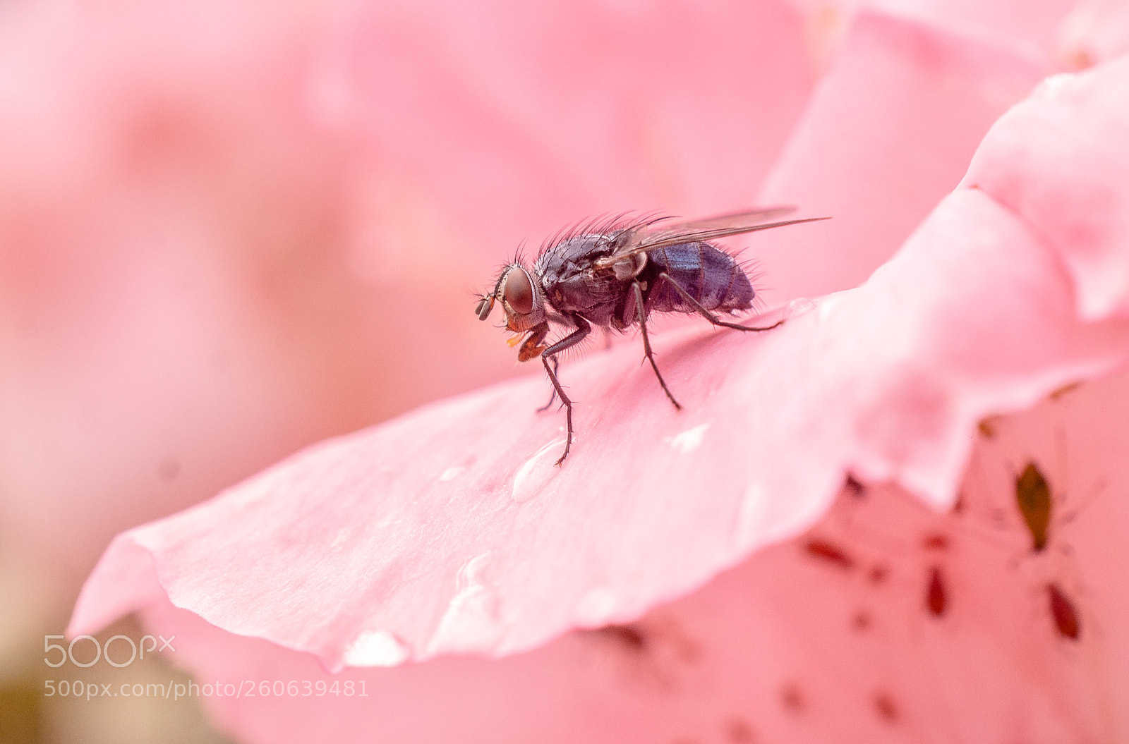 Nikon D7200 sample photo. La mouche et la photography