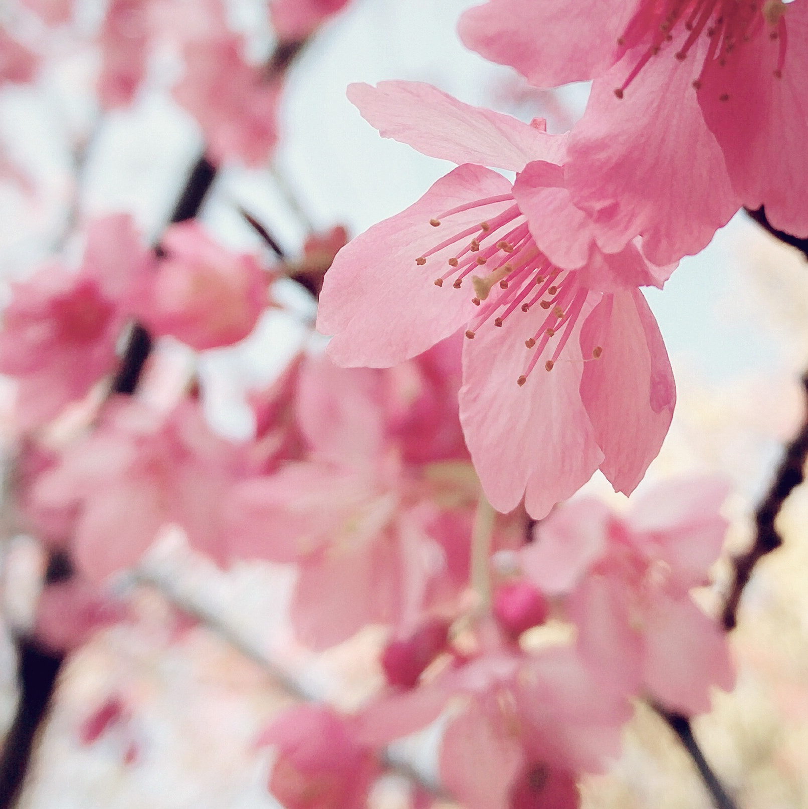 OnePlus ONE A2001 sample photo. 桜 photography