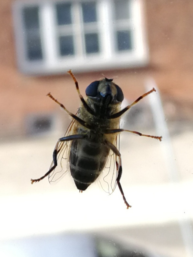 HUAWEI Mate 9 Pro sample photo