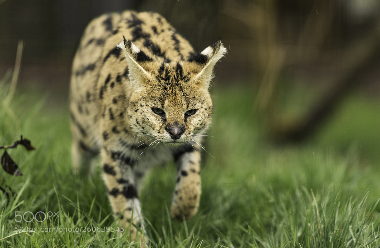 Nikon D5 sample photo. Serval series photography