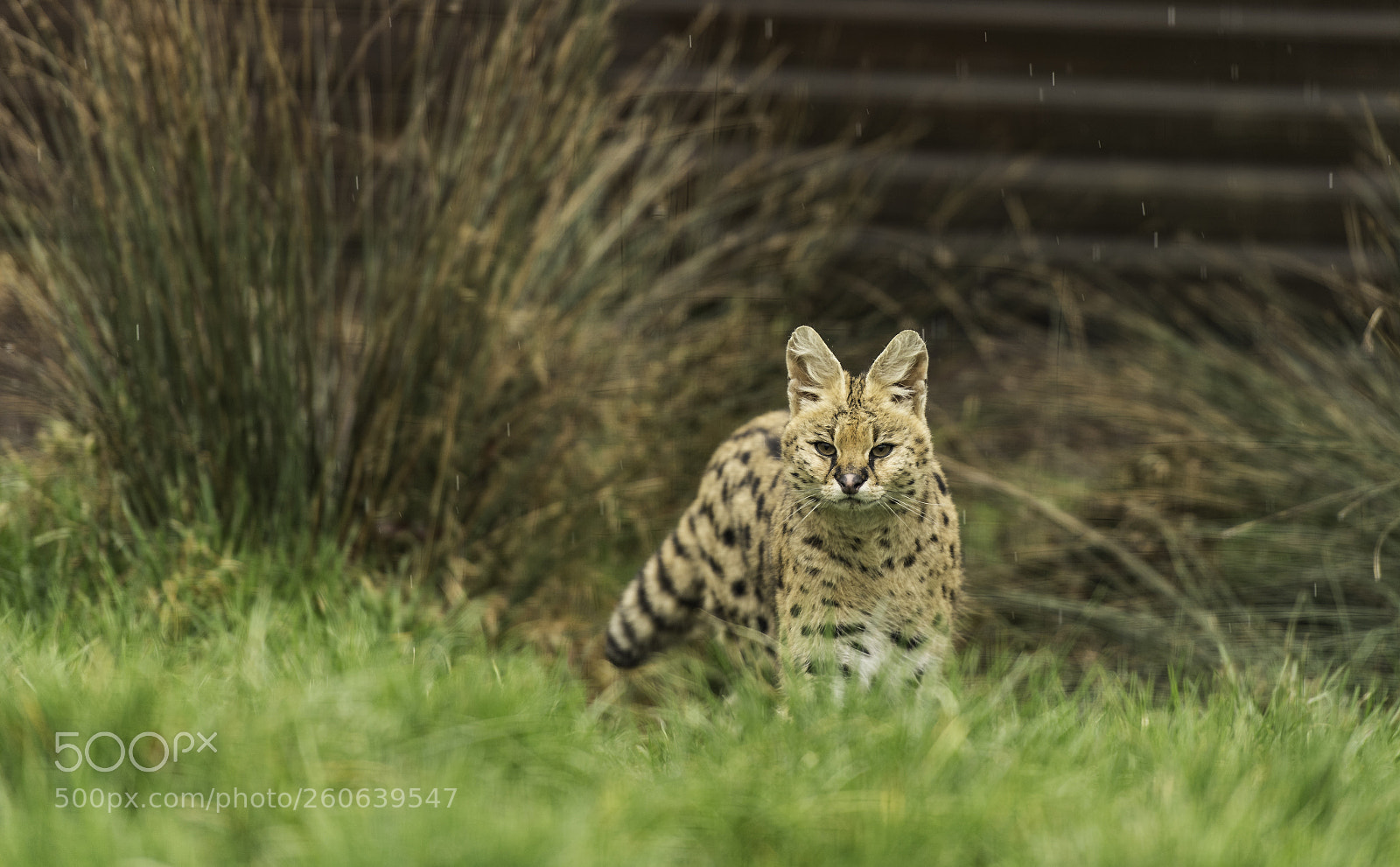 Nikon D5 sample photo. Serval series photography