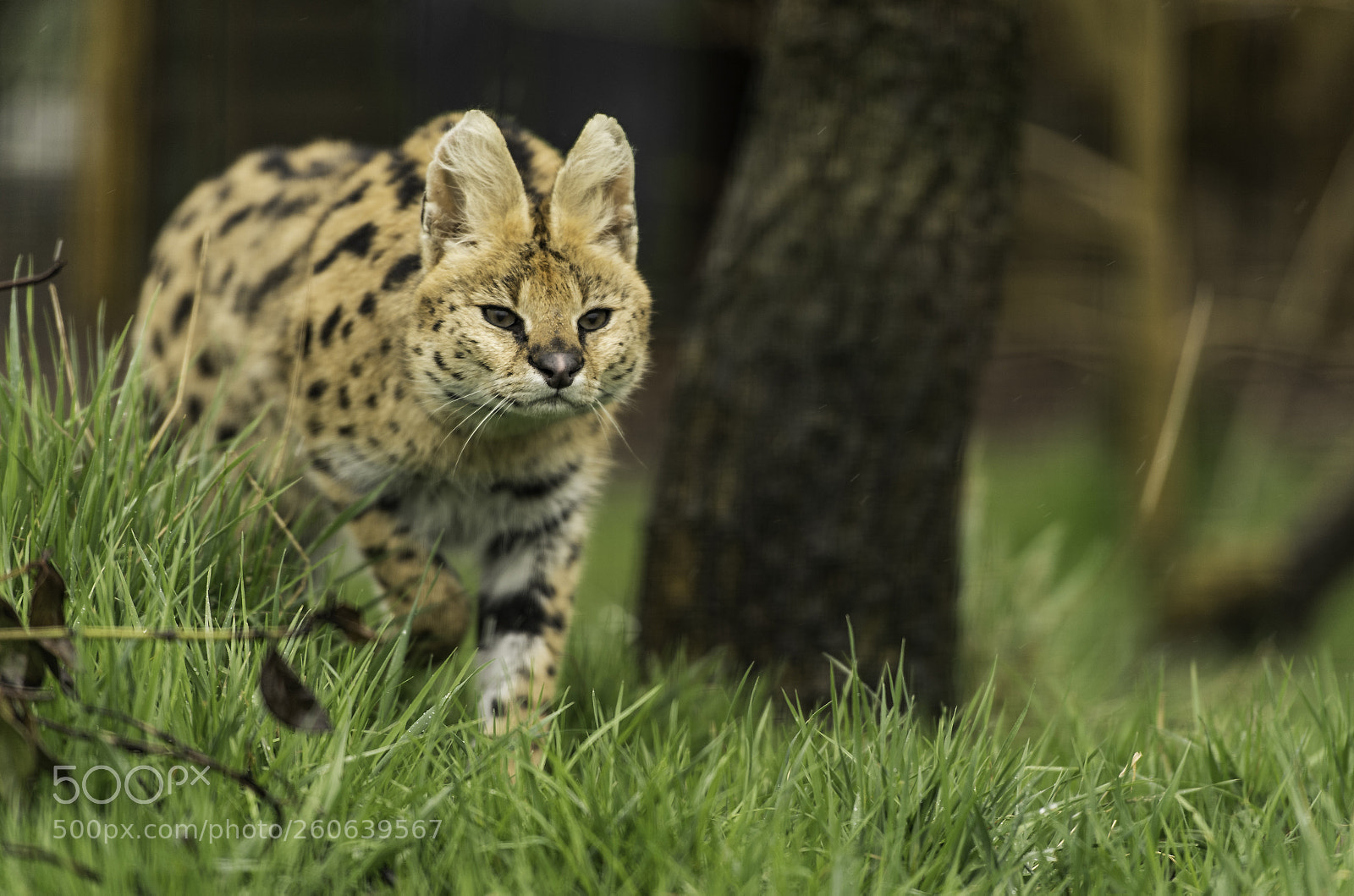 Nikon D5 sample photo. Serval series photography