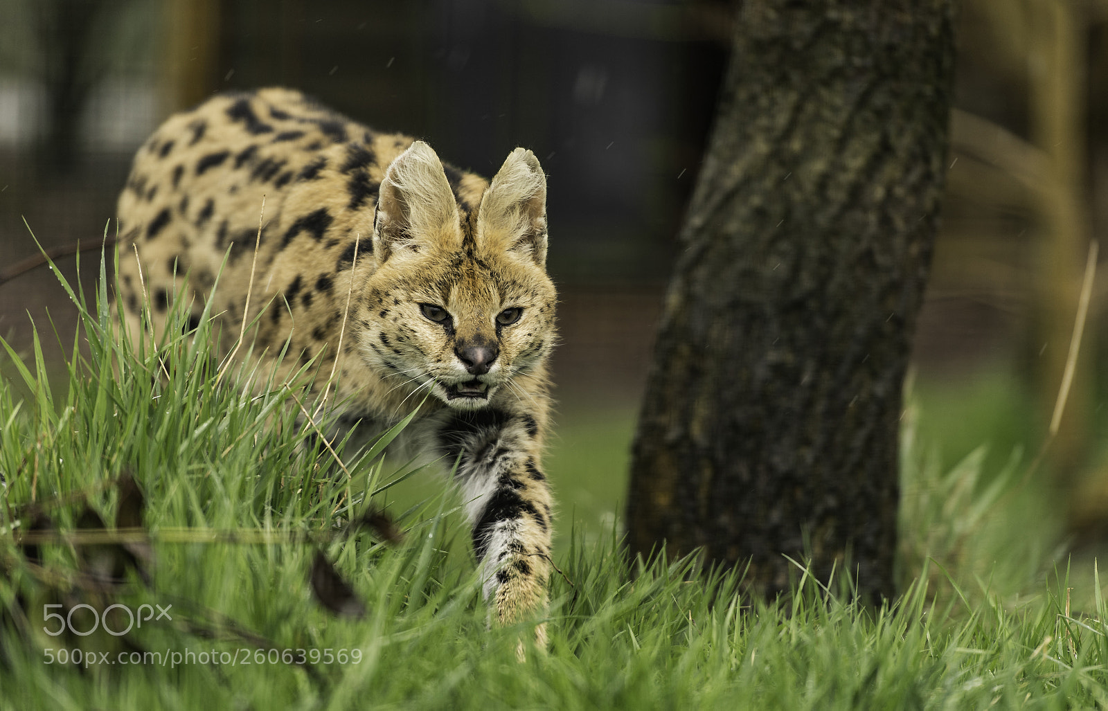 Nikon D5 sample photo. Serval series photography