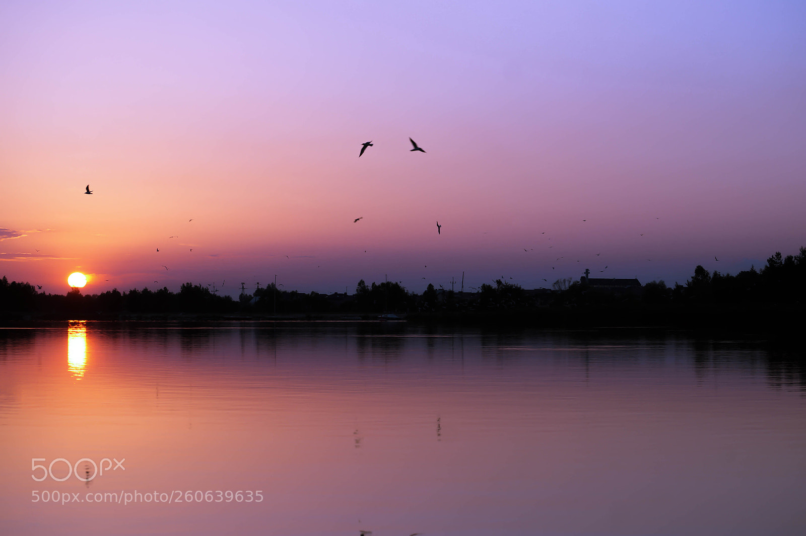 Sony SLT-A58 sample photo. Pink calmness photography