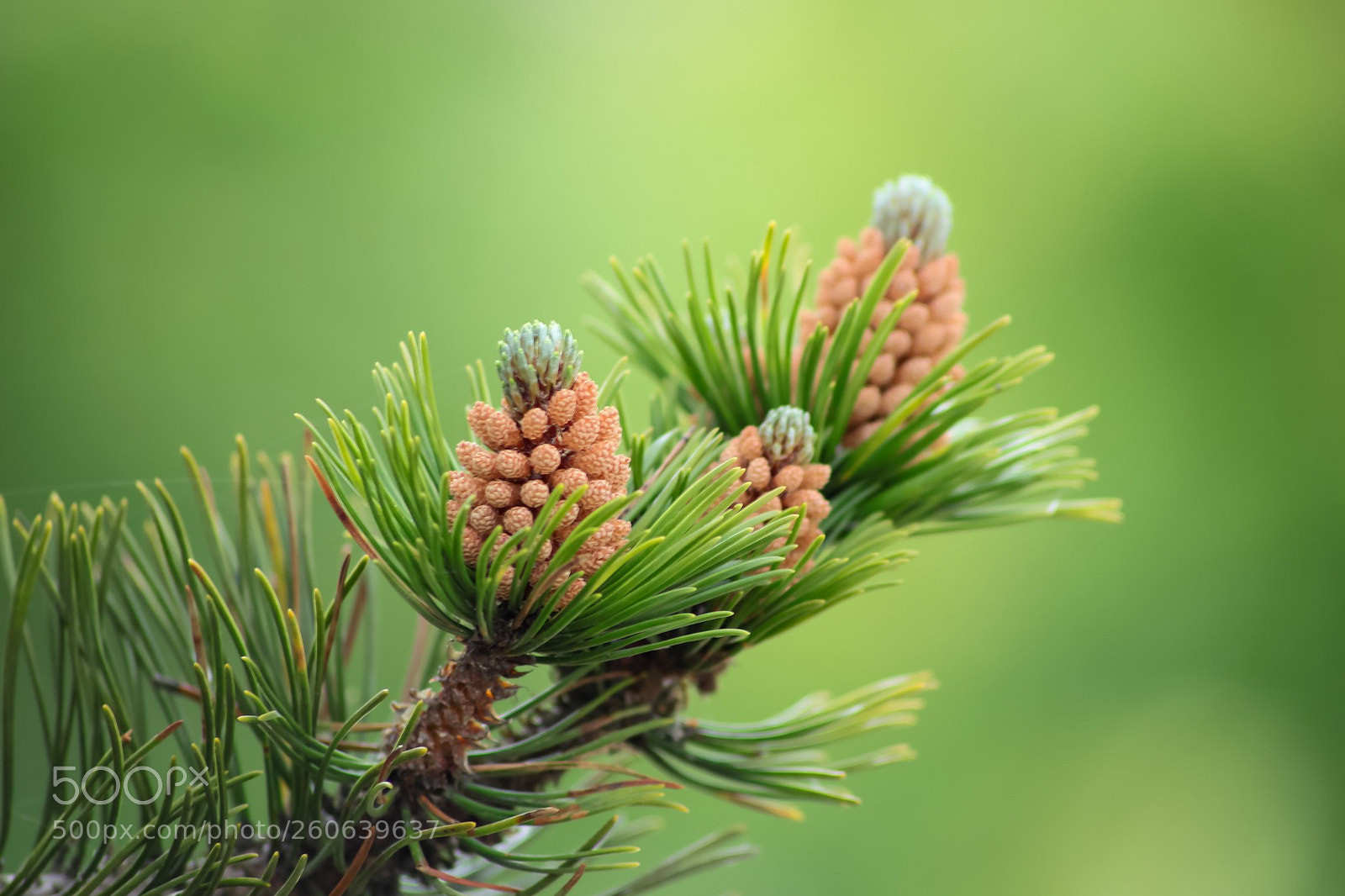 Canon EOS 77D (EOS 9000D / EOS 770D) sample photo. Macro cone shot photography