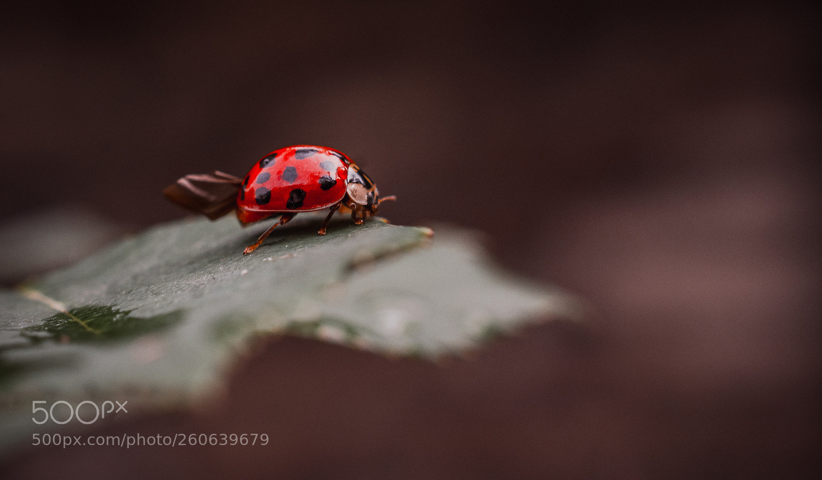 Nikon D7200 sample photo. La coccinel photography