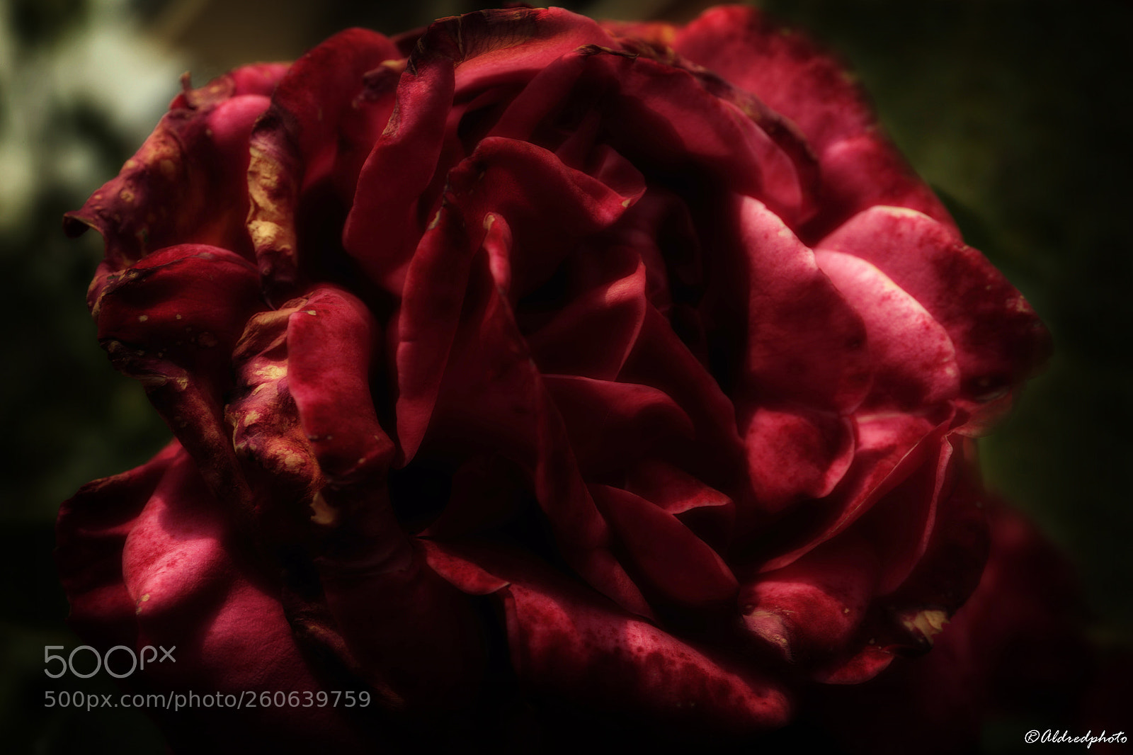 Canon EOS 6D sample photo. Whitered rose photography