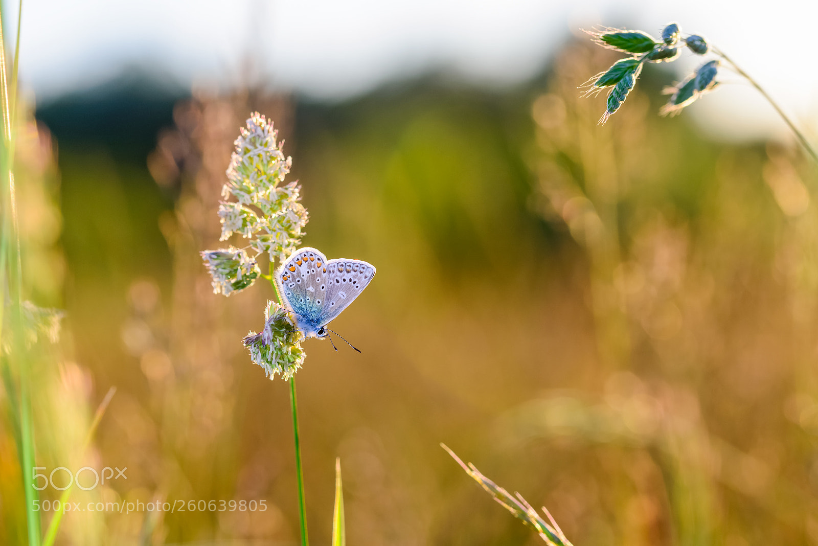Nikon D800 sample photo. Just a common blue photography