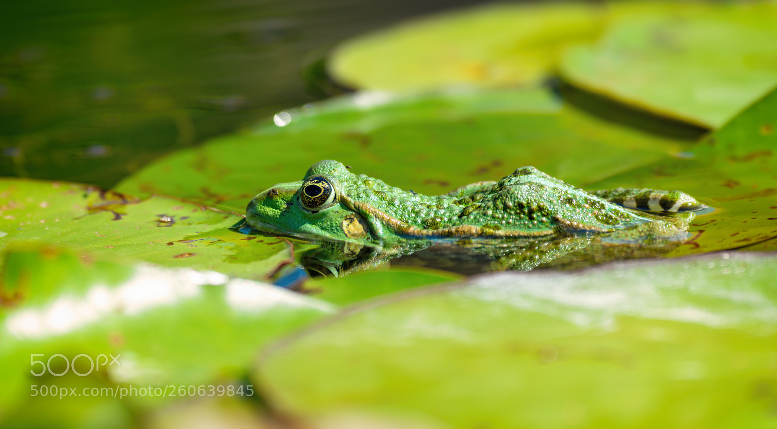Nikon D800 sample photo. Tree frog and water photography