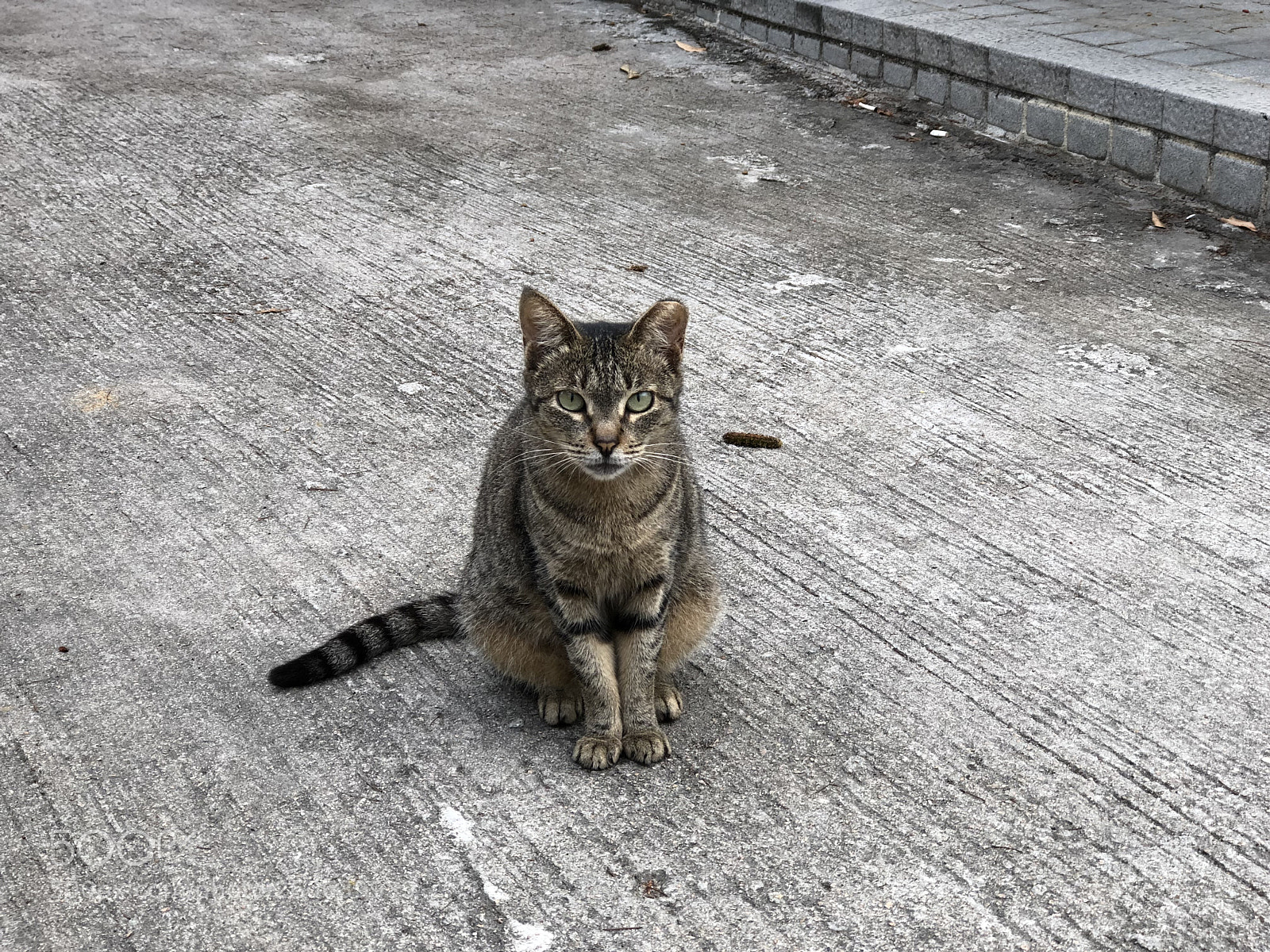 Apple iPhone 8 Plus sample photo. Untitled photography