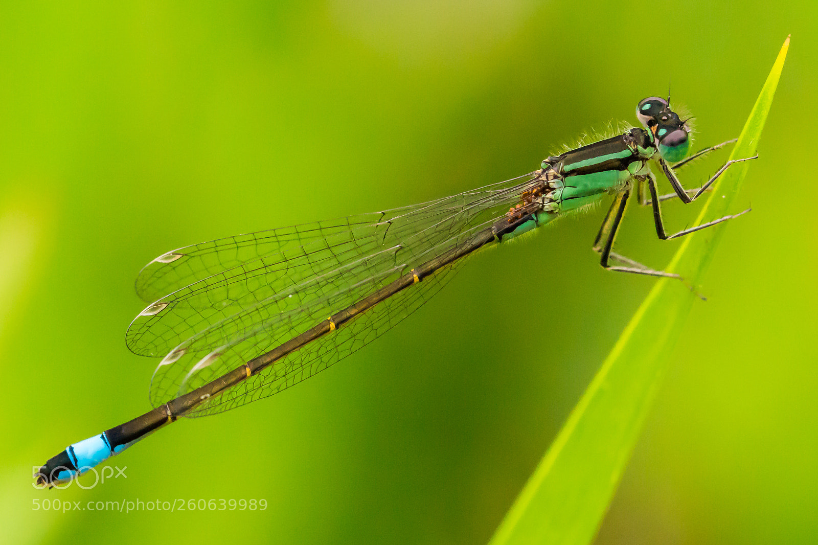 Sony ILCA-77M2 sample photo. Libelle am morgen photography