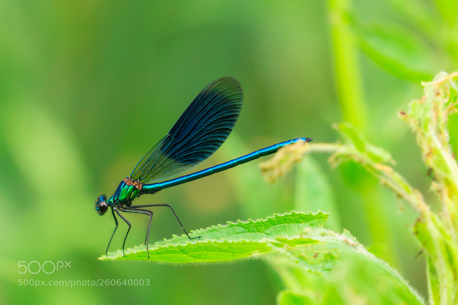 Sony ILCA-77M2 sample photo. Prachtlibelle photography