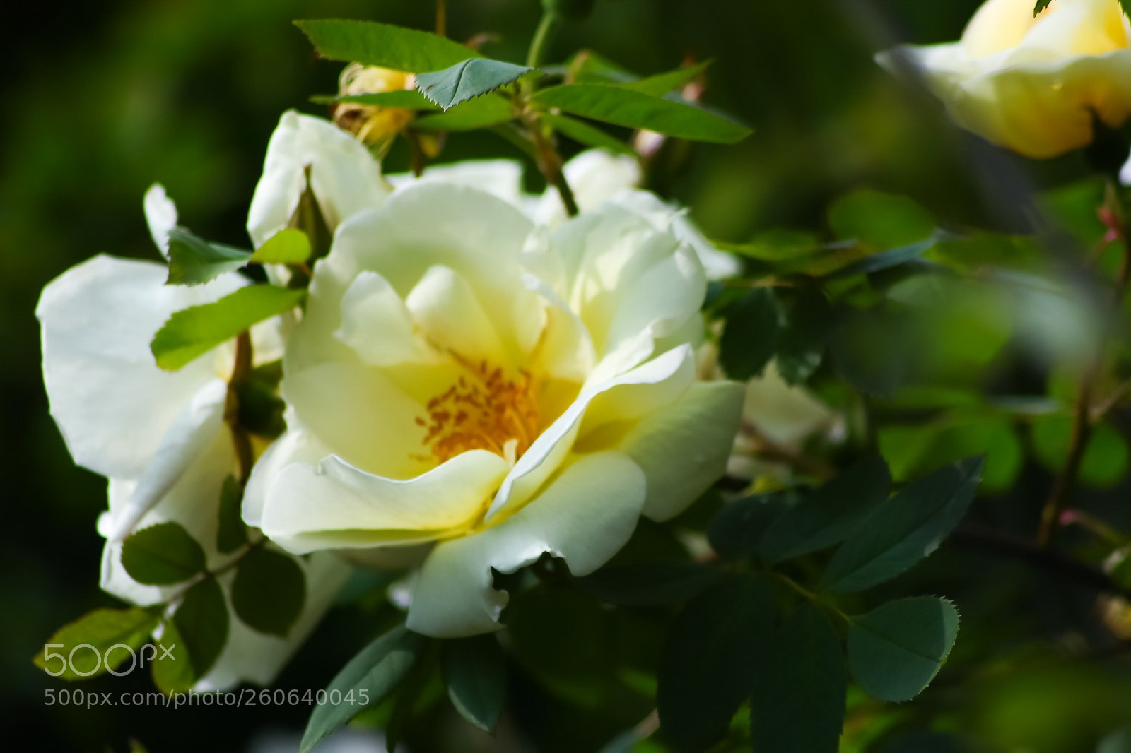 Canon EOS 77D (EOS 9000D / EOS 770D) sample photo. White roses photography