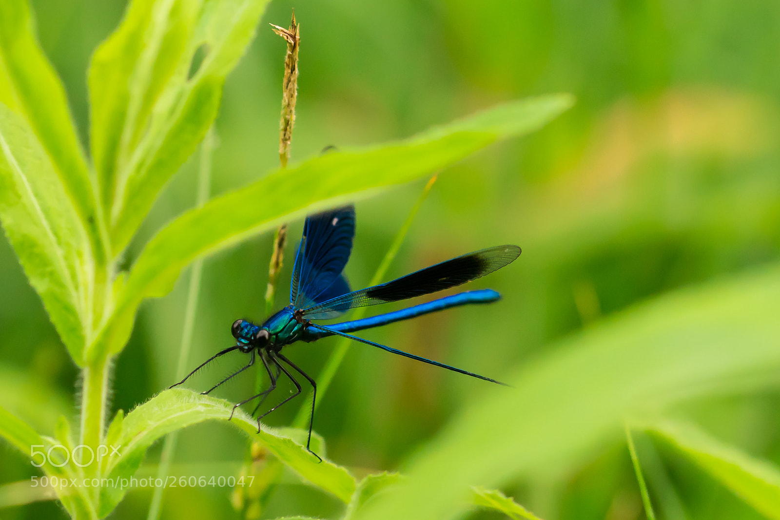 Sony ILCA-77M2 sample photo. Prachtlibelle photography
