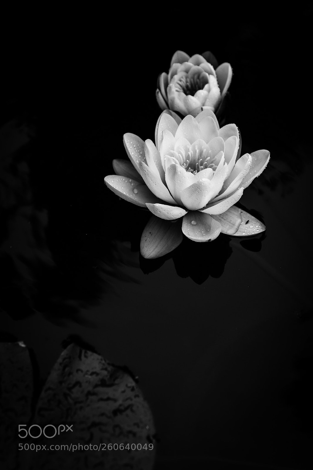 Nikon D7100 sample photo. Lotus photography