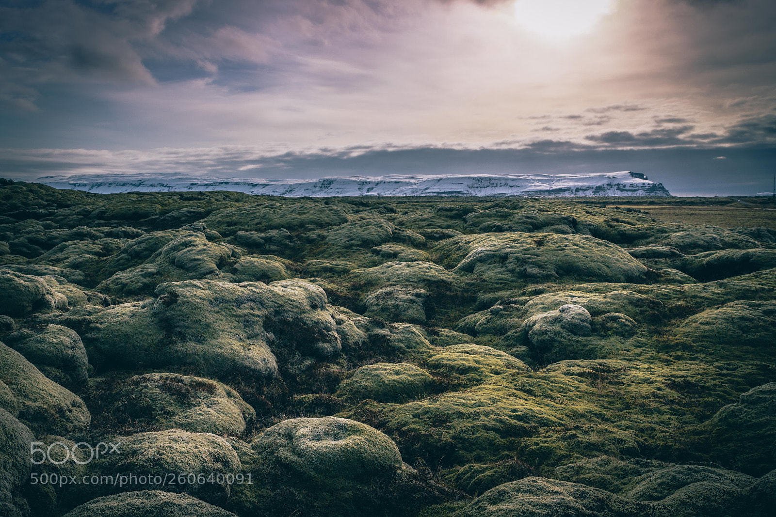 Canon EOS 6D Mark II sample photo. Lichen photography