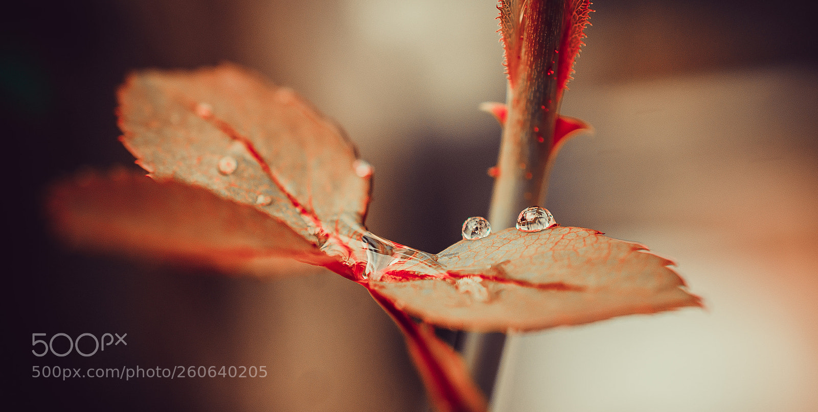 Nikon D7200 sample photo. Les feuilles et les photography