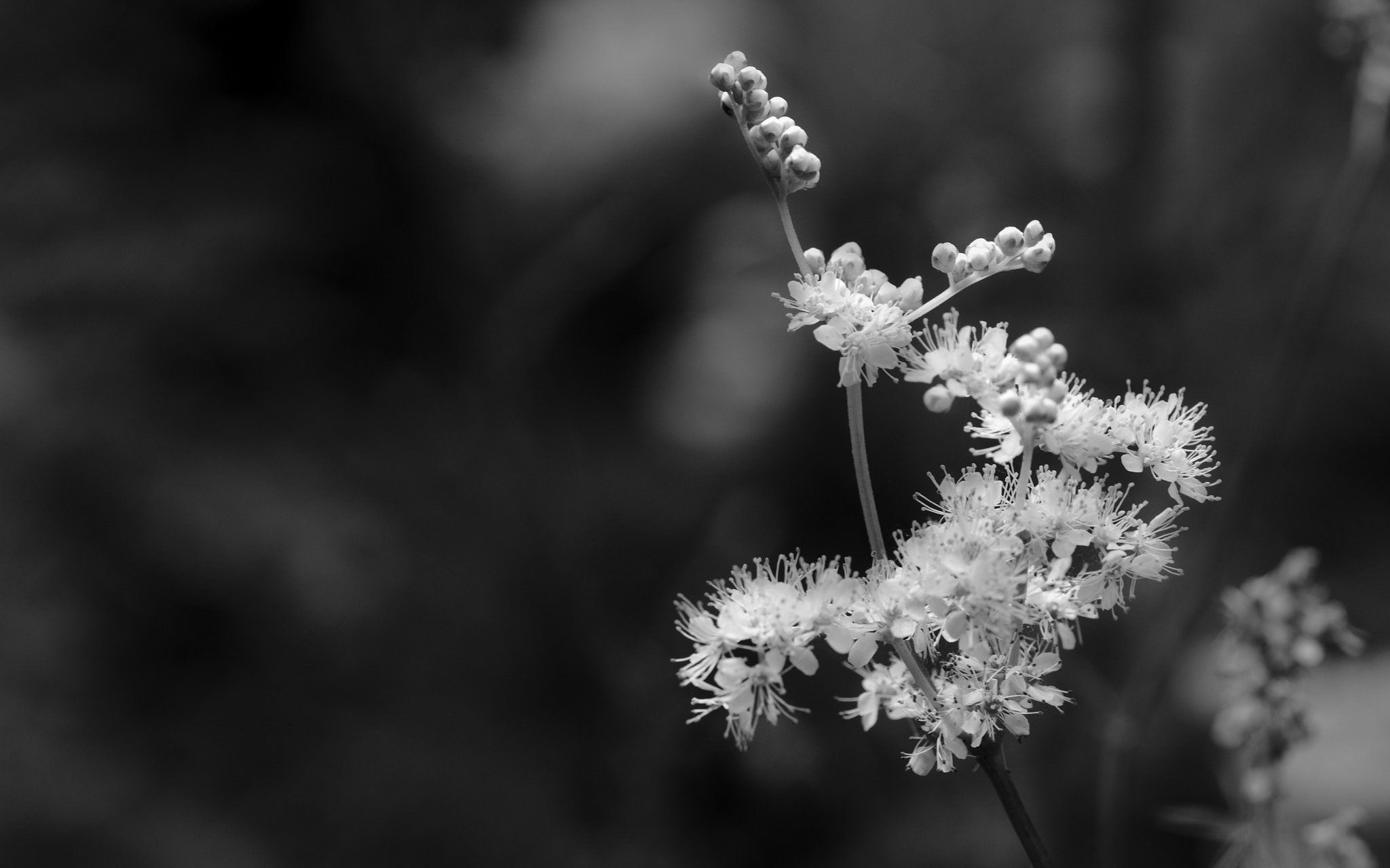 Sony SLT-A65 (SLT-A65V) + Tamron SP AF 90mm F2.8 Di Macro sample photo. Flowers , black and white photography