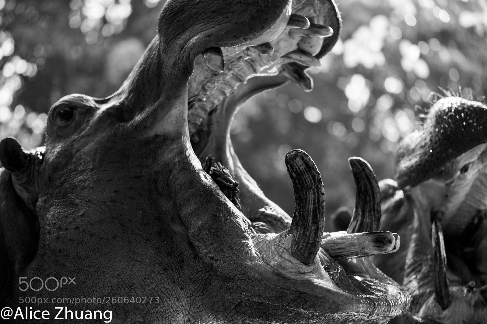 Sony a7R II sample photo. Hippo photography