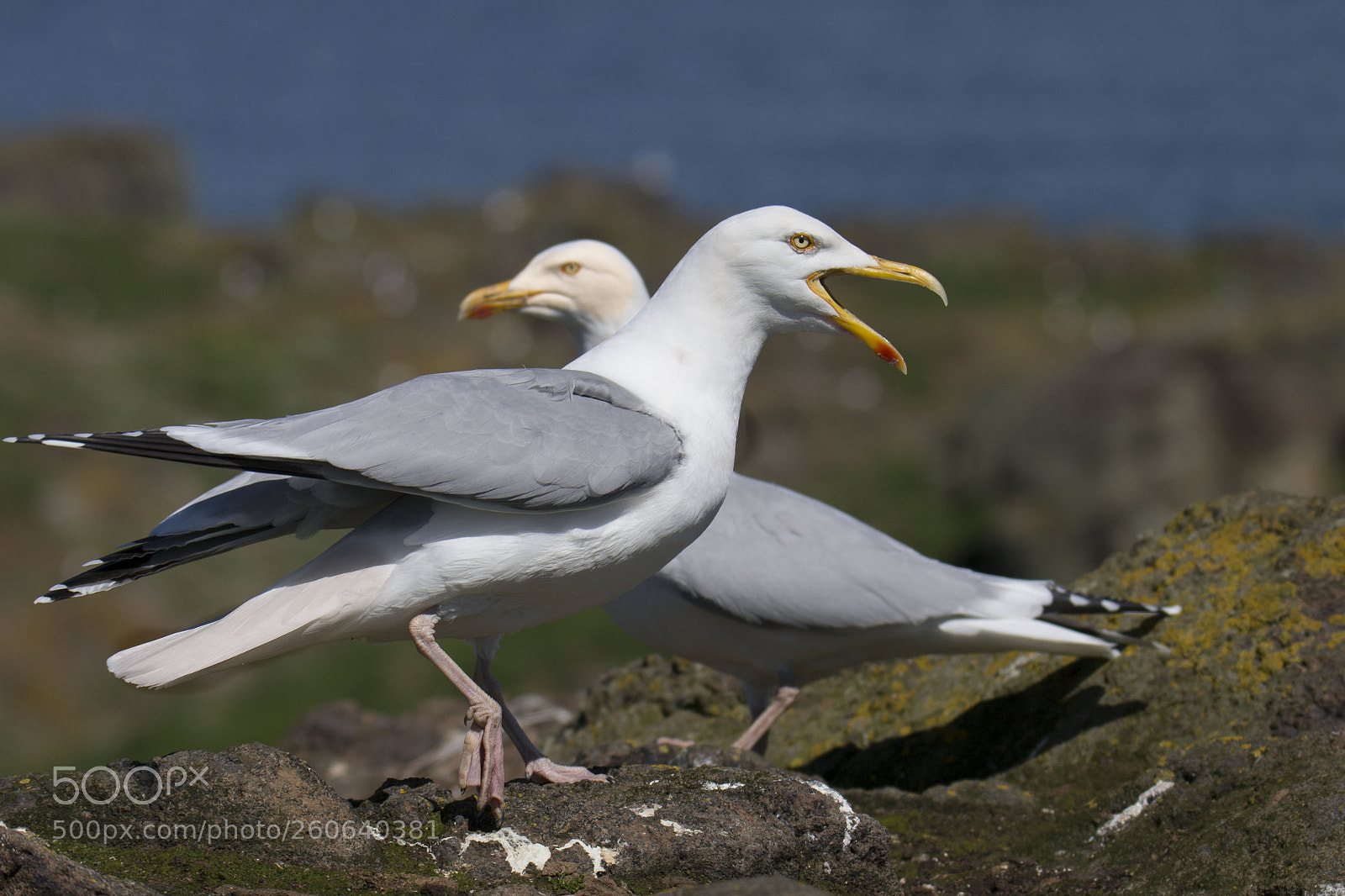Canon EOS 70D sample photo. Isle of may seaguls photography
