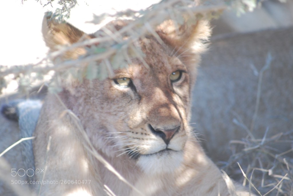 Nikon D40X sample photo. Lion photography